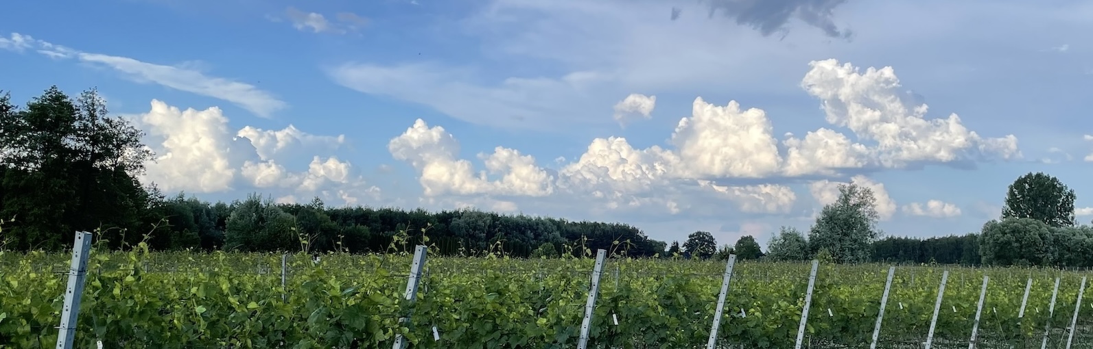Winnica ekologiczna